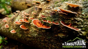 Mount Tambuyukon Expedition  